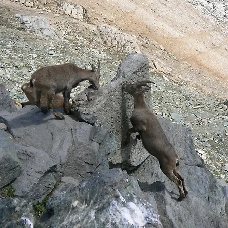 Mountain With Balcony Saas-Grund